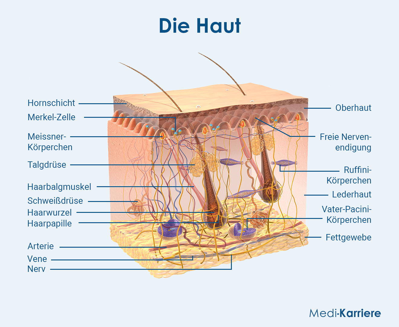 Haut Store dermocosméticos