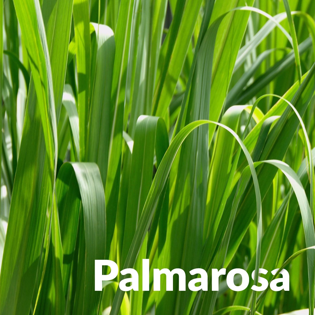 Aromaterapia com palmarosa