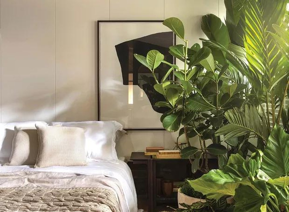 plantas que purificam o ar do quarto