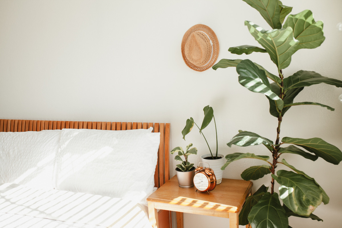 plantas para quarto com pouca luz