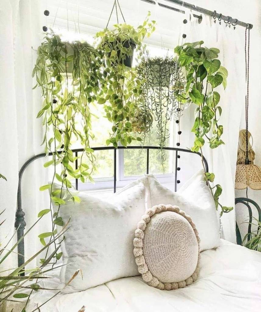 plantas que purificam o ar do quarto