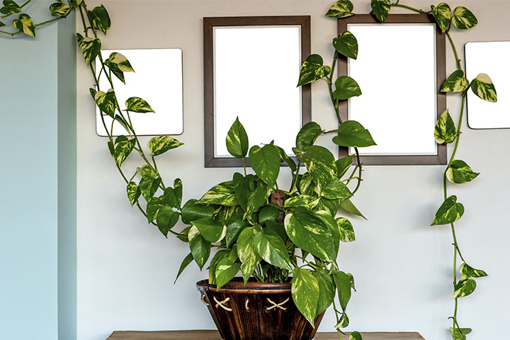 plantas fáceis de cuidar para quarto