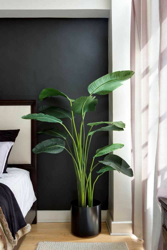como cuidar de plantas no quarto