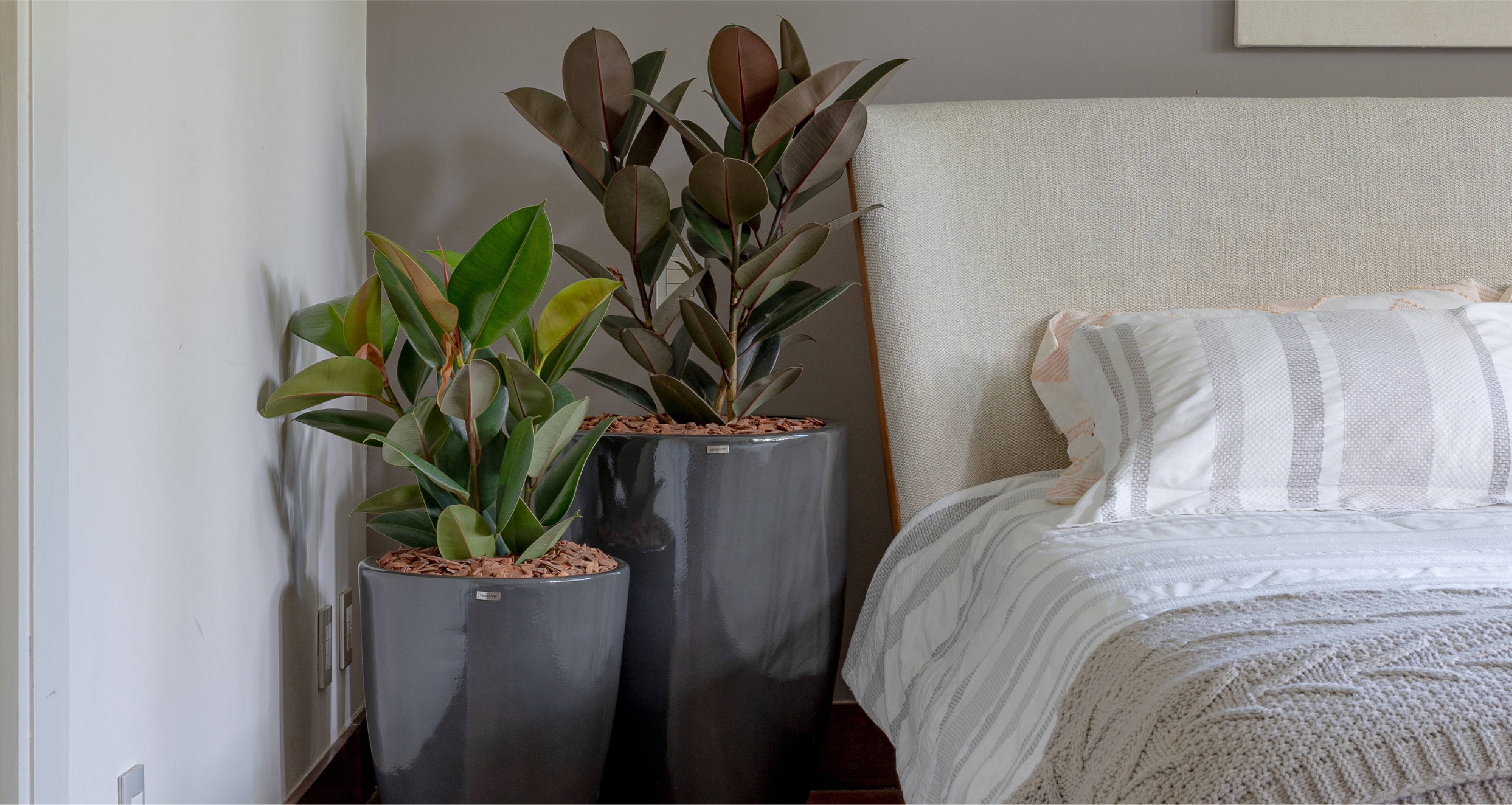 plantas que dormem de dia e abrem à noite
