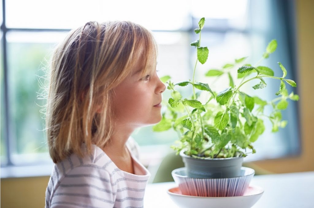 plantas para quarto pequeno