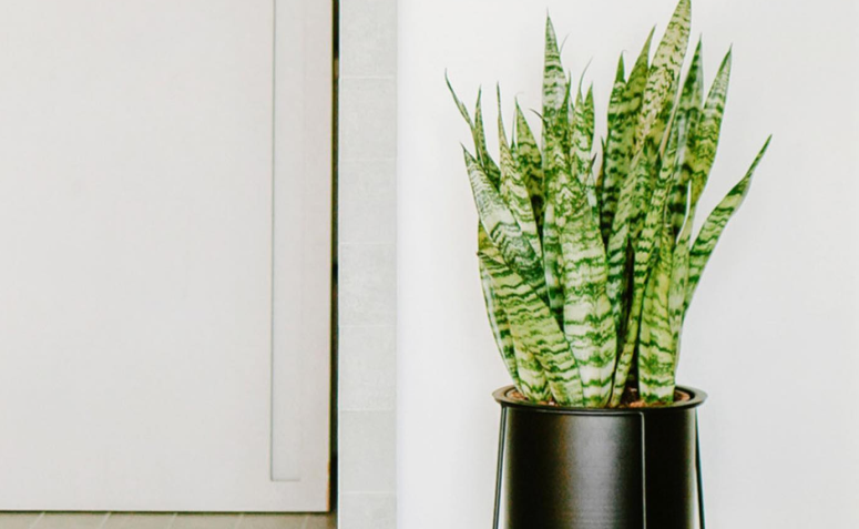 plantas para quarto com pouca luz