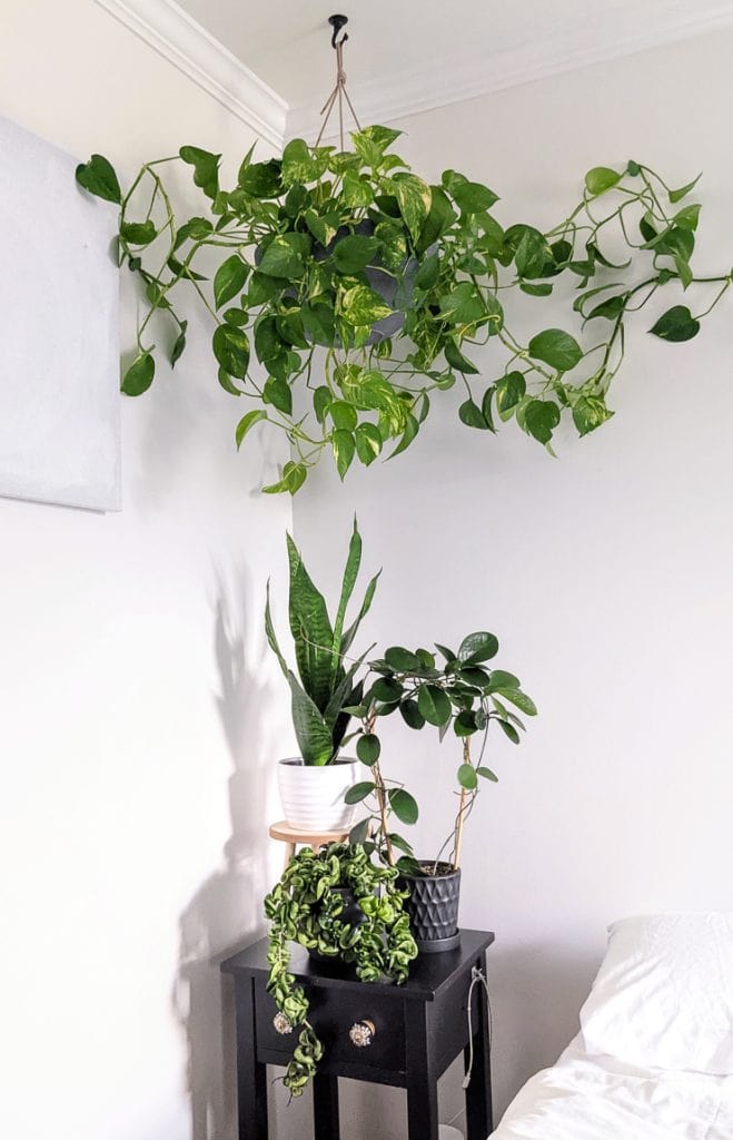 plantas fáceis de cuidar para quarto