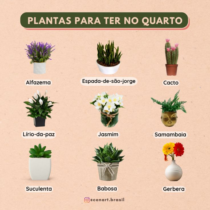 benefícios de ter plantas no quarto