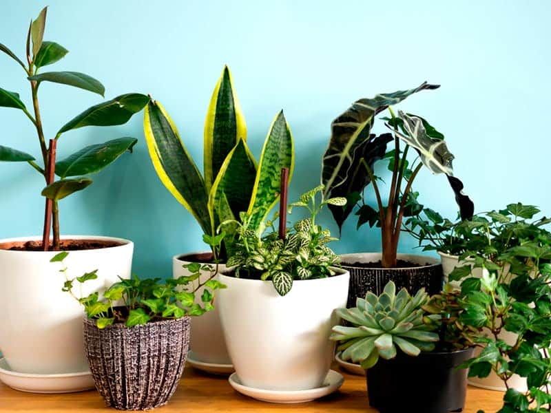 como cuidar de plantas no quarto