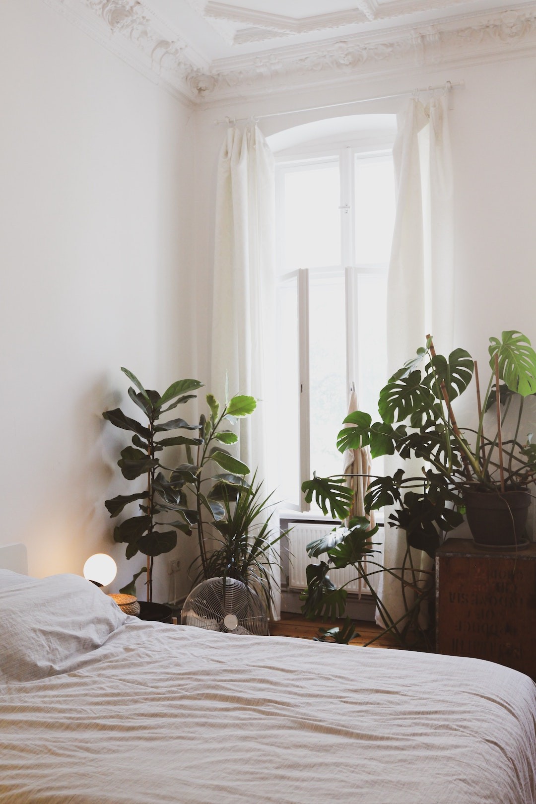 plantas que dormem de dia e abrem à noite