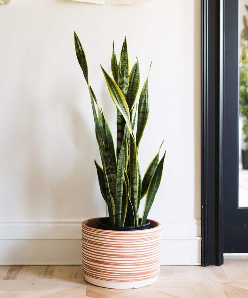 melhores plantas para melhorar o sono
